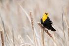 Idaho, Market Lake Wildlife Management Area, Yellow-Headed Blackbird On Cattail