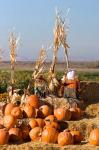 Pumpkin, hay bales, scarecrows, Fruitland, Idaho