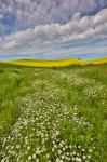 Large Field Of Canola On The Washington State And Idaho Border Near Estes, Idaho