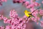 American Goldfinch In Eastern Redbud, Marion, IL