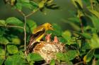 American Goldfinch With Nestlings At Nest, Marion, IL