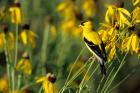 American Goldfinch On Gray-Headed Coneflowers, Marion, IL