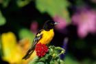 Baltimore Oriole On Lantana, Marion, IL