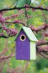 Bird House In Eastern Redbud, Marion, IL