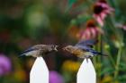 Eastern Bluebird Feeding Fledgling  A Worm, Marion, IL