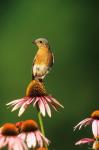 Eastern Bluebird On Purple Coneflowers, Marion, IL