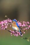 Eastern Bluebird In Redbud Tree, Marion, IL