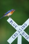 Eastern Bluebird On Crossing Sign, Marion, IL