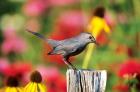 Gray Catbird On A Fence Post, Marion, IL