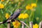 Gray Catbird On A Wooden Fence, Marion, IL