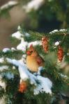 Northern Cardinal In A Spruce Tree In Winter, Marion, IL