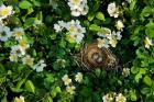 Song Sparrow Nest With Eggs, IL