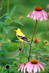 American Goldfinch On Purple Coneflower, Illinois