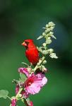 Northern Cardinal On Hollyhock, Illinois