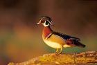 Wood Duck  On A Log, Illinois