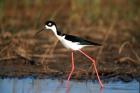 Black-Necked Stilt, Illinois