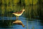 Greater Yellowlegs In Wetland, Illinois