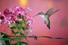 Ruby-Throated Hummingbird Near Garden Phlox