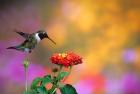 Ruby-Throated Hummingbird At Dallas Red Lantana