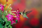 Ruby-Throated Hummingbird At Hummingbird Rose Pink Nicotiana