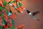 Ruby-Throated Hummingbird At Cigar Plant