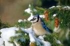 Blue Jay In Winter Spruce Tree