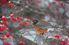 American Robin Eating Berry In Common Winterberry Bush