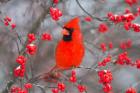 Northern Cardinal In Common Winterberry Bush