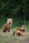 Red Fox Adults With Kit
