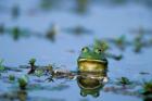 American Bullfrog In The Wetlands