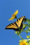 Eastern Tiger Swallowtails On A Cup Plant