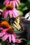 Eastern Tiger Swallowtail On A Purple Coneflower