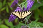 Eastern Tiger Swallowtail On Butterfly Bush