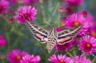 White-Lined Sphinx Moth On An Alma Potschke Aster