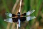 Widow Skimmer