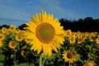 Common Sunflower Field, Illinois