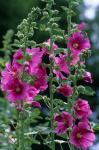 Standing  Hollyhocks, Illinois