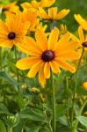 Indian Summer Black-Eyed Susans, Illinois