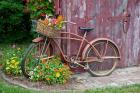 Old Bicycle With Flower Basket, Marion County, Illinois