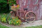 Old Bicycle With Flower Basket, Marion County, Illinois