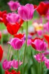 Pink And Red Tulips, Cantigny Park, Wheaton, Illinois