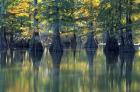 Bald Cypress Trees At Horseshoe Lake State Park, Illinois