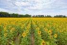 Sunflowers In Field