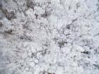 Aerial View of Snow-Covered Trees, Marion County, Illinois