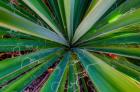 Close-Up Of Yucca Plant Leaves