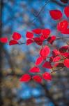 Red Leaves On Tree Branch Against Blue Sky