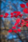 Red Leaves On Tree Branch Against Blue Sky