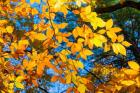 Sunlight Filtering Through Colorful Fall Foliage 1