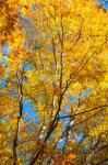 Sunlight Filtering Through Colorful Fall Foliage 2