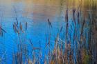 Cattails At Edge Of Lake